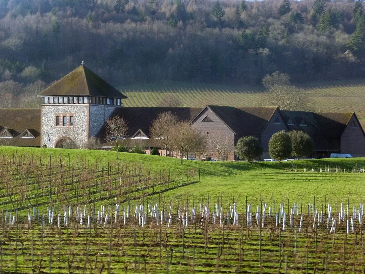Vineyard and winery buildings at Denbies near Dorking