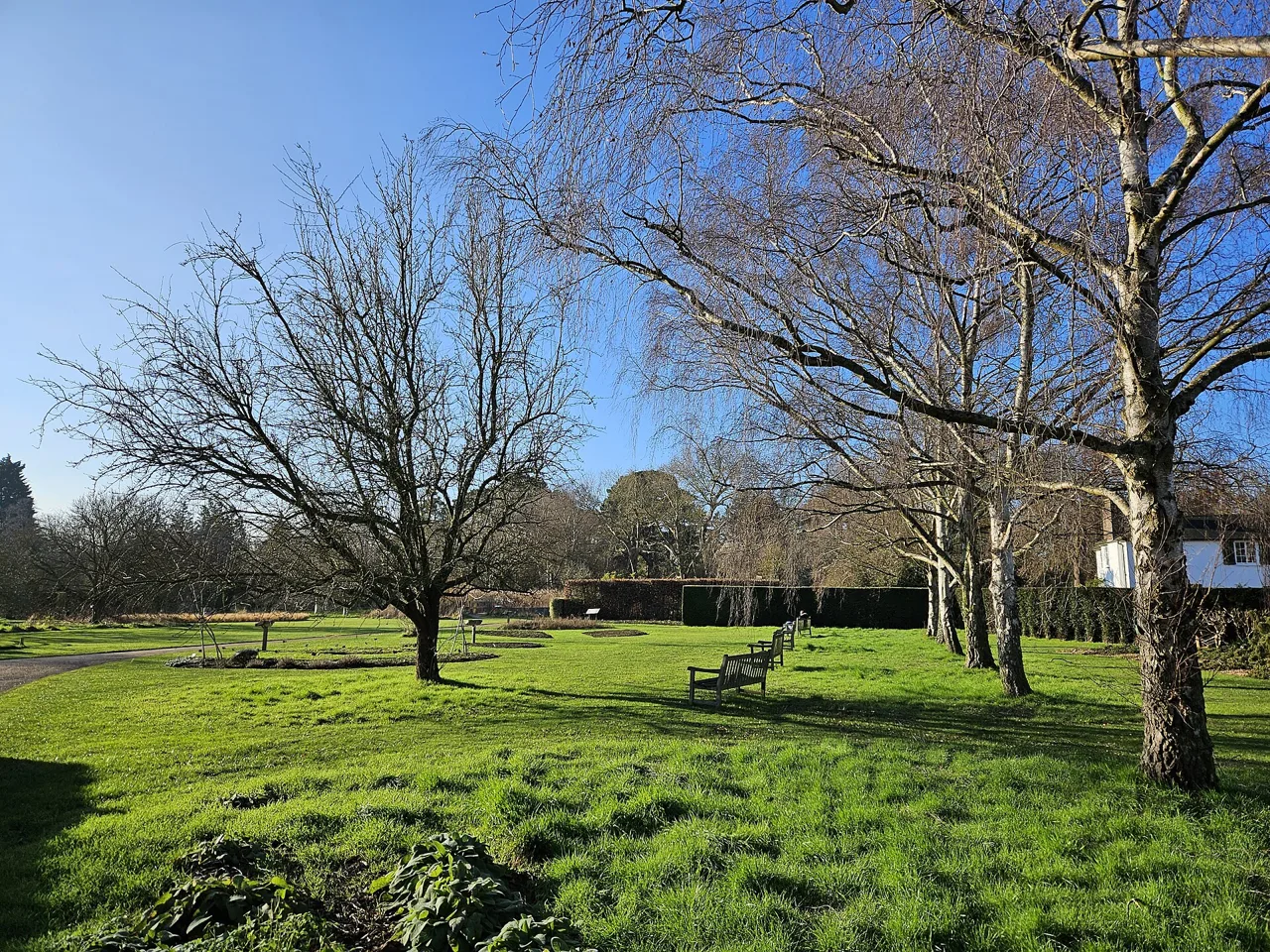 Winter trees, lawns and benches in Cambridge University Botanic Garden