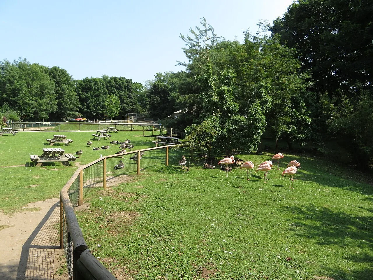 Flamingos beside a pond and paths at Amazona Zoo in Cromer