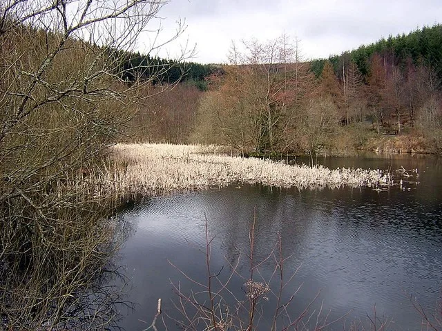Woodland and ponds at Glentress Forest