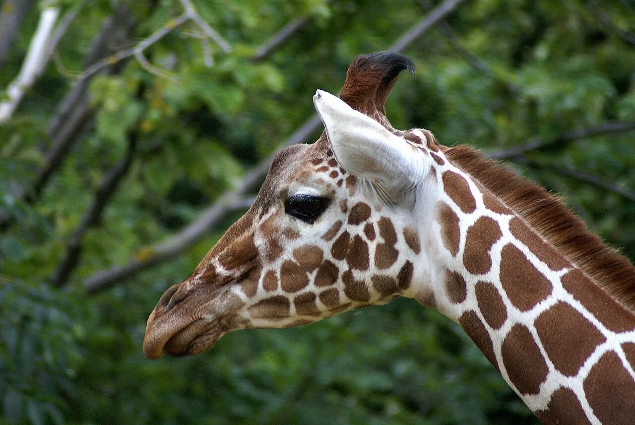 Giraffe at Whipsnade Zoo
