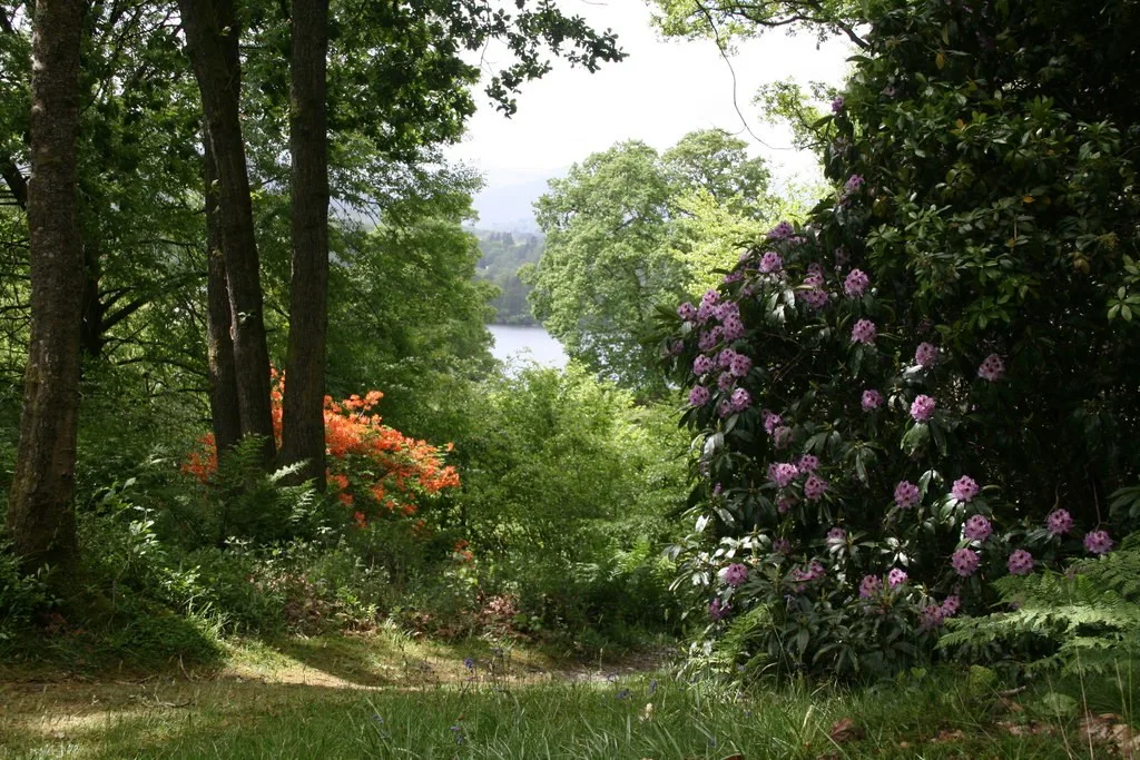 Flowering shrubs and mature trees in Stagshaw woodland garden
