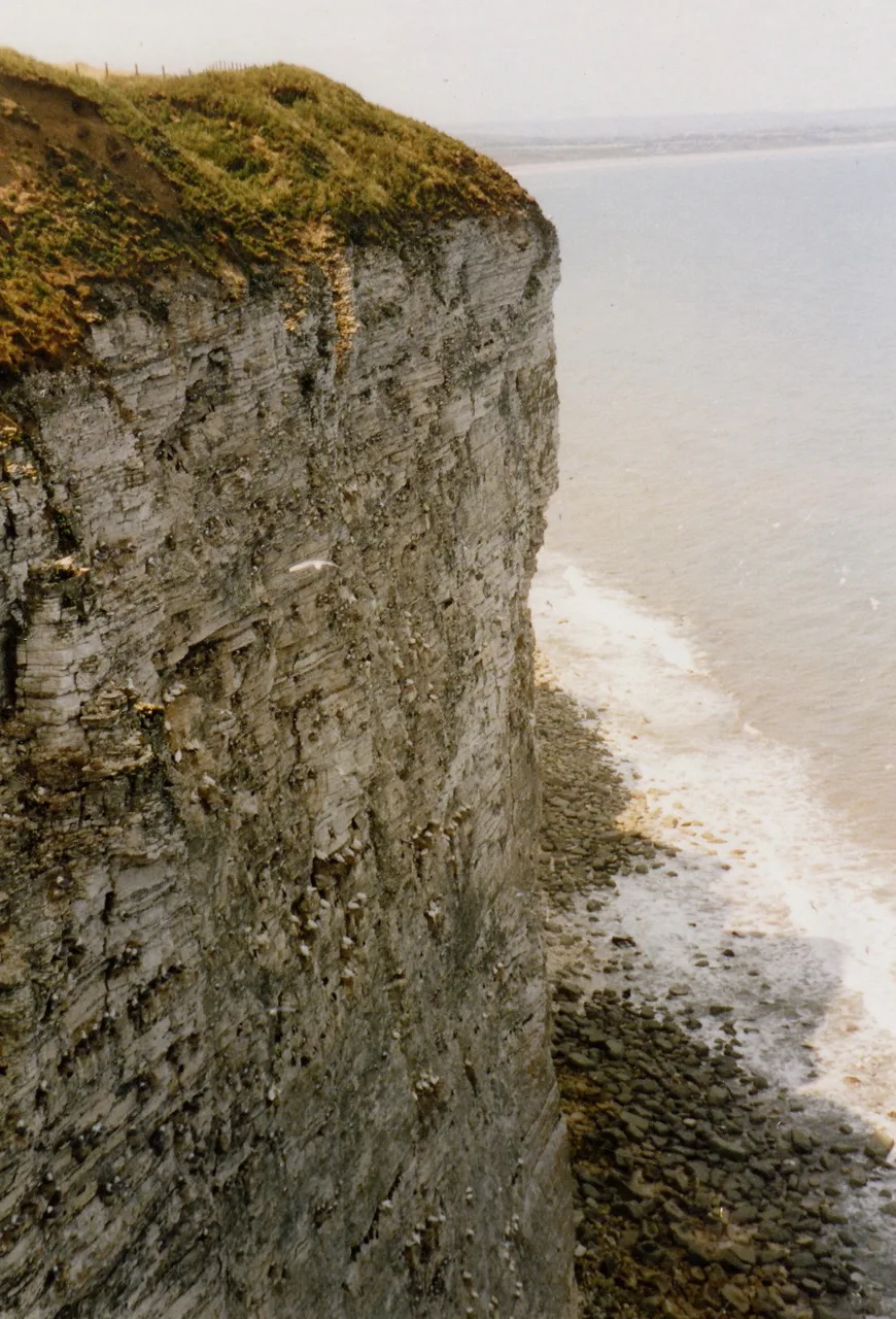 Chalk cliffs viewed from the RSPB Bempton reserve