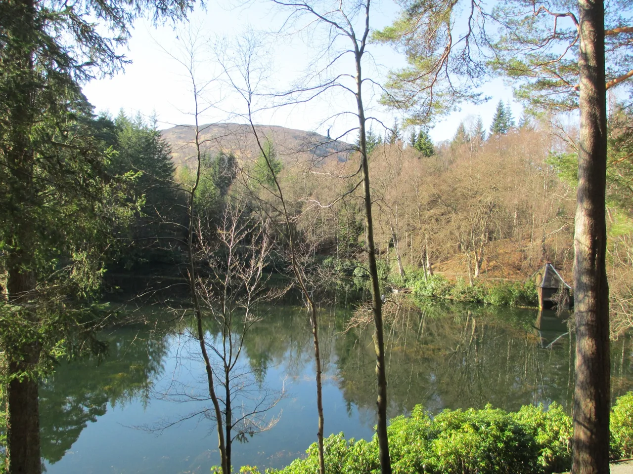 Trees beside Loch Dunmore in Faskally Wood