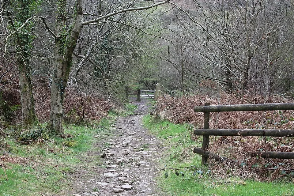 The wooded landscape at Cwmcarn Forest