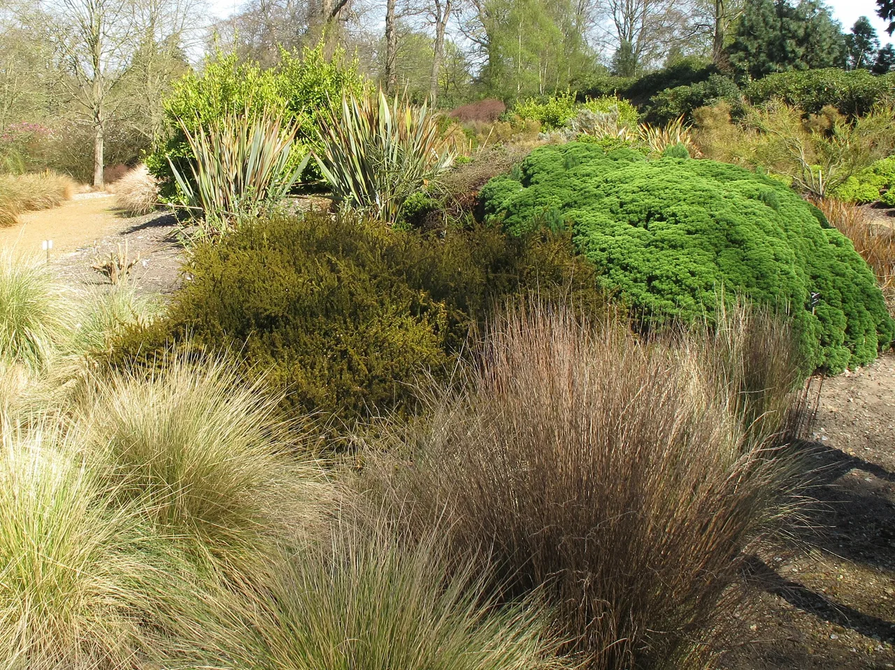 Grasses and shrubs in the New Zealand Garden at the Savill Garden