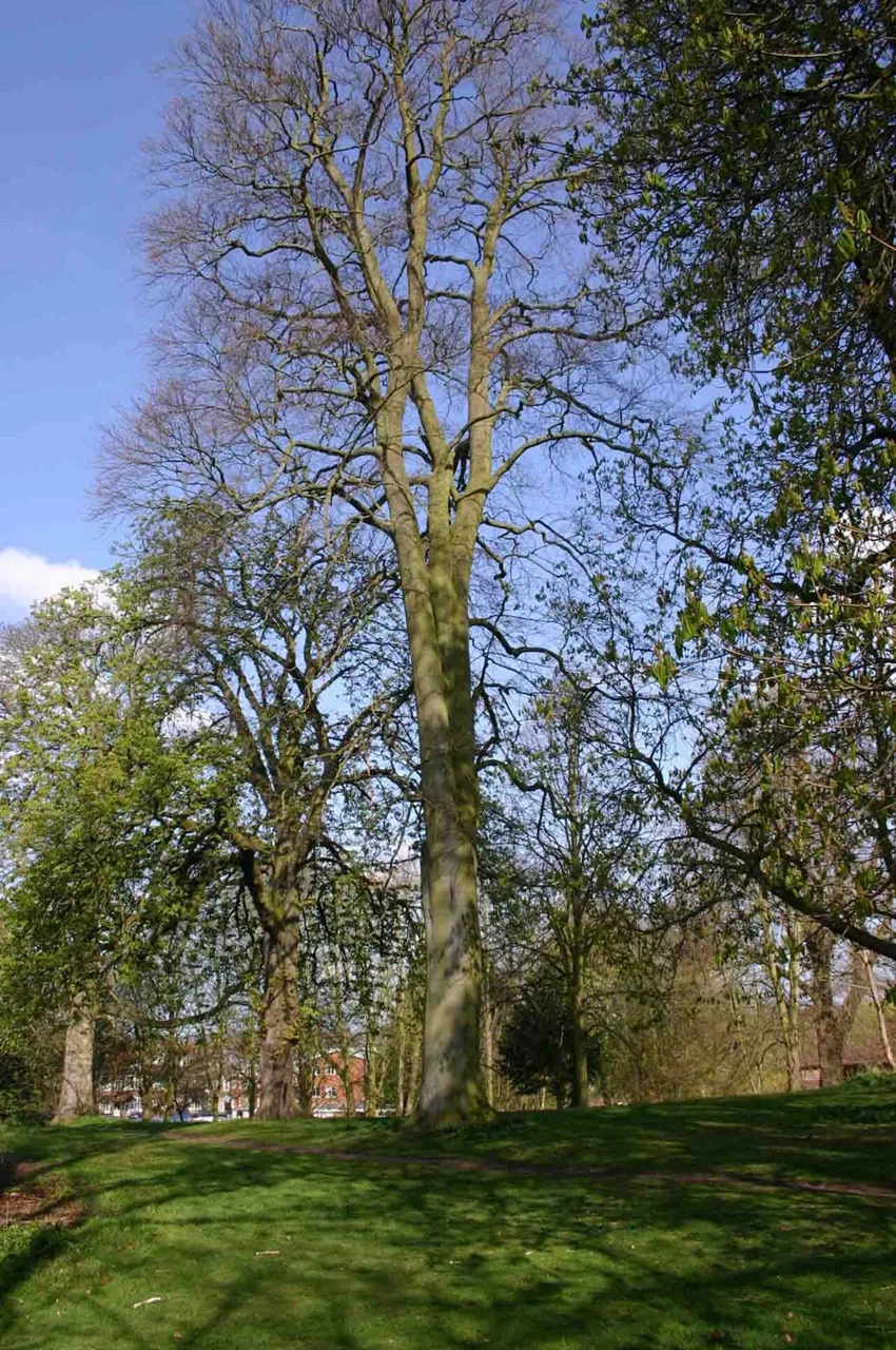 Trees in Priory Park, Warwick