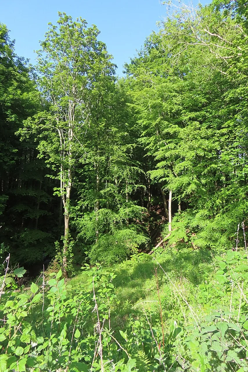 Sunlit trees in Dunnottar Woods