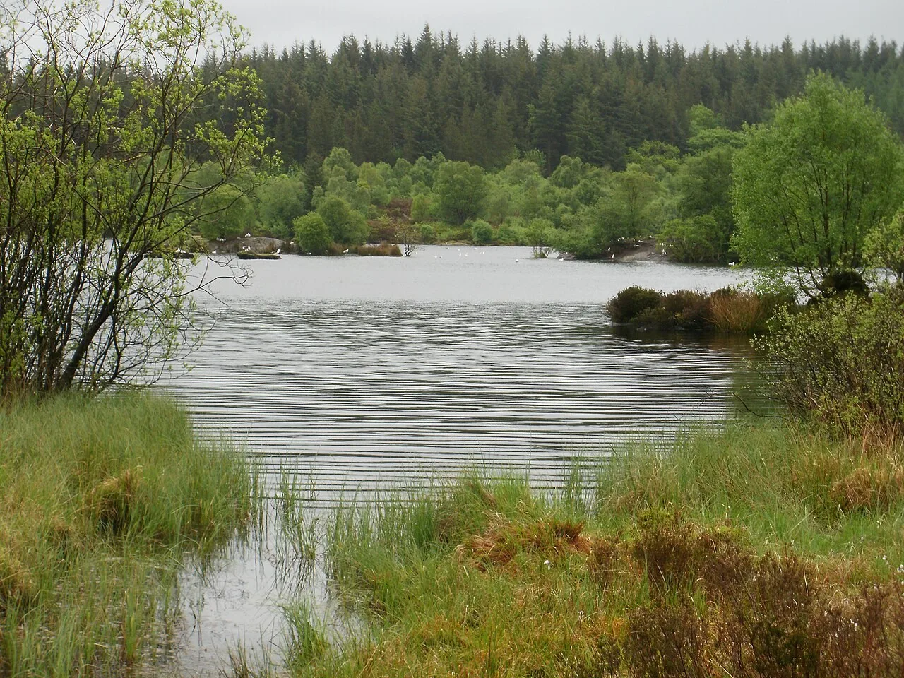 Water and wooded banks of Llyn Elsi seen through shore vegetation