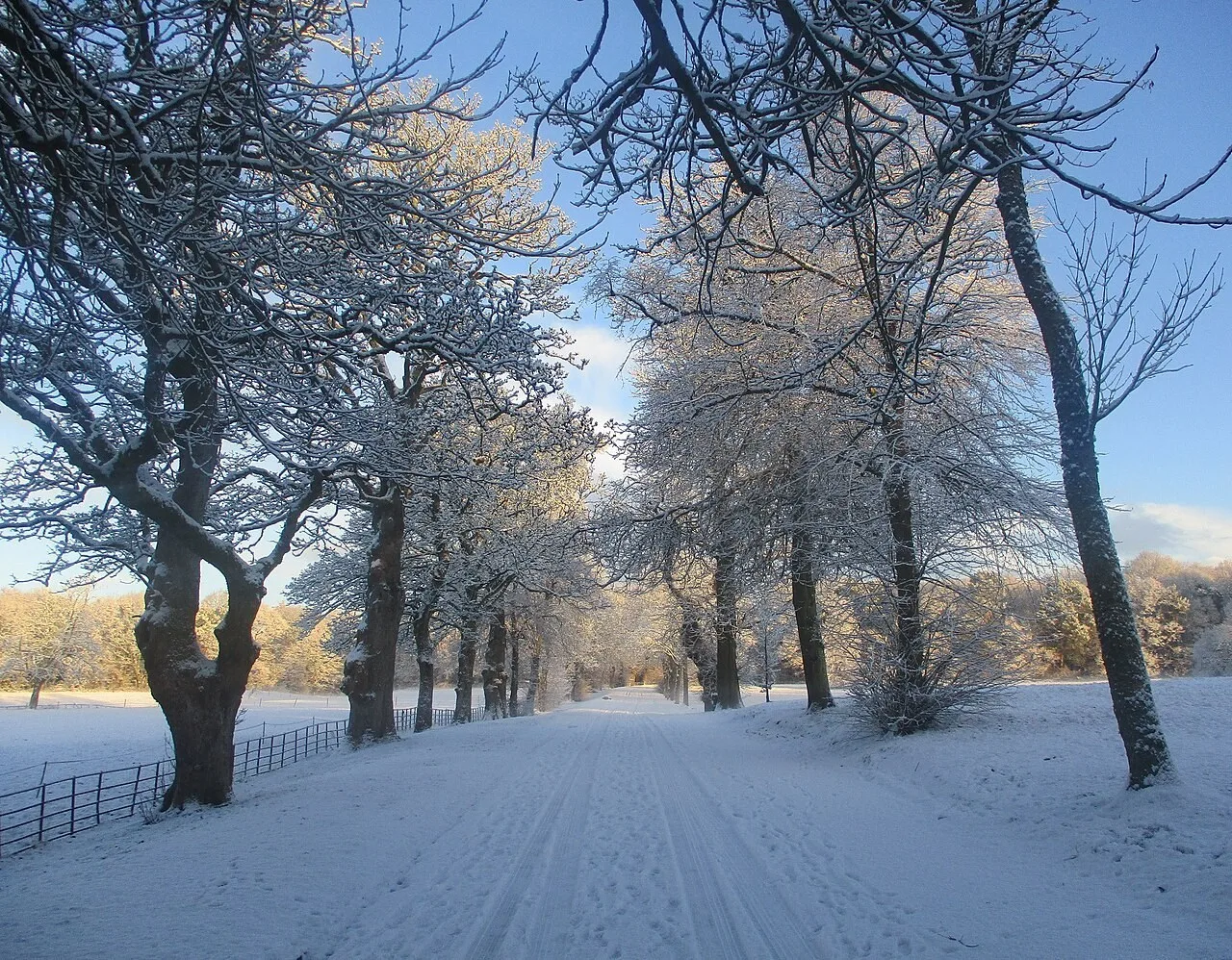 Tree-lined avenue in Dalzell Estate, Motherwell