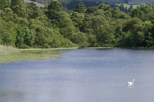 Loch of the Lowes seen from a wildlife hide near Dunkeld
