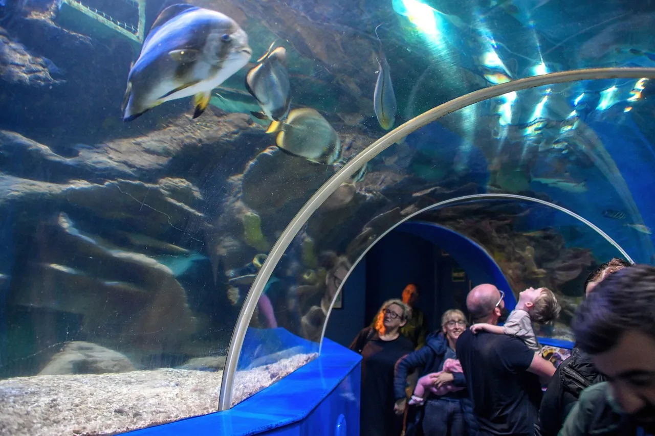 Marine display at Blue Reef Aquarium Newquay