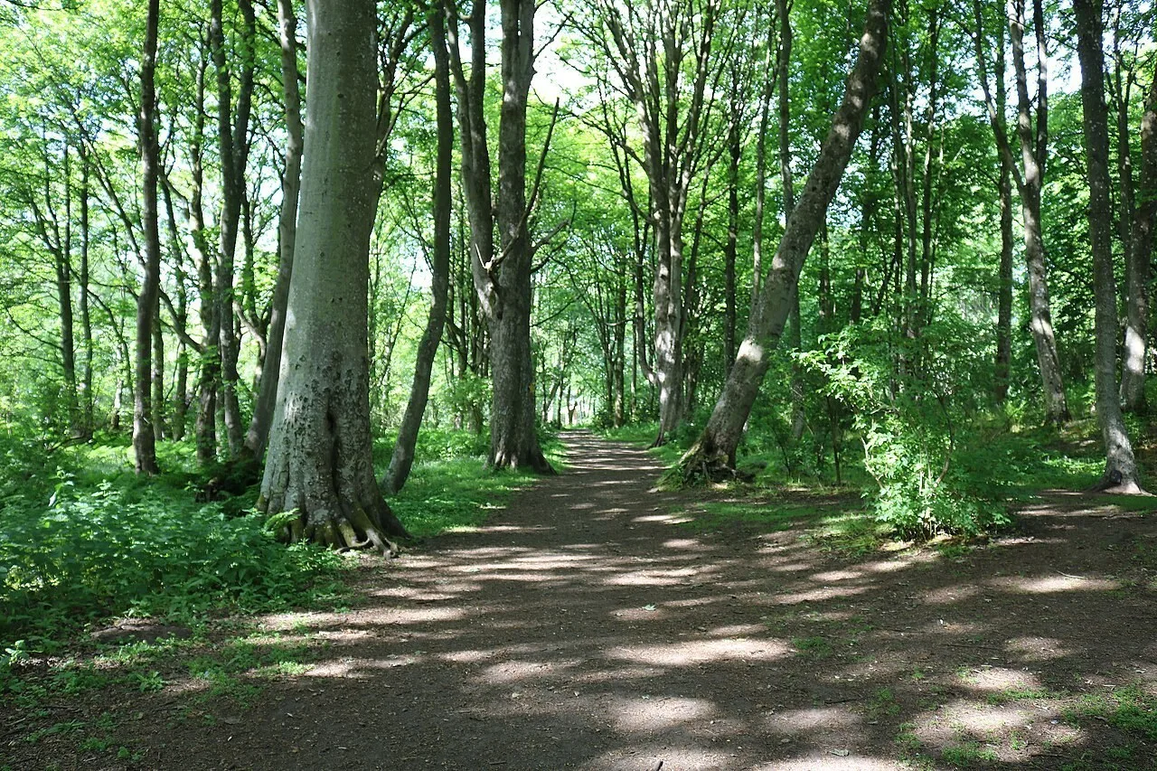 Fullarton Woods in Troon
