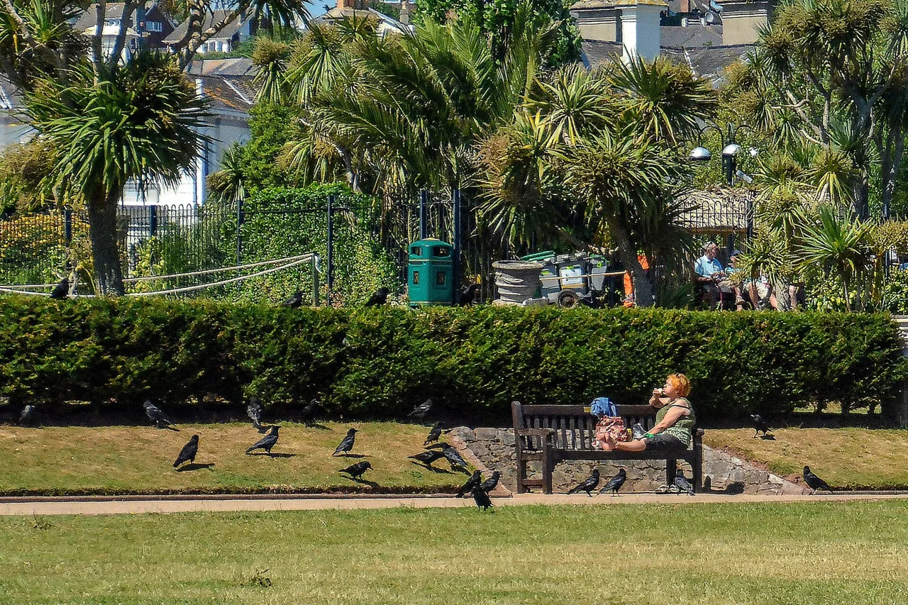 Palm planting and seating in Abbey Park, Torquay