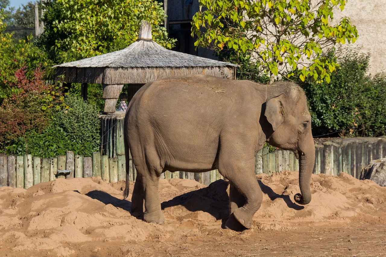 An Asian elephant standing in its sandy habitat at Chester Zoo