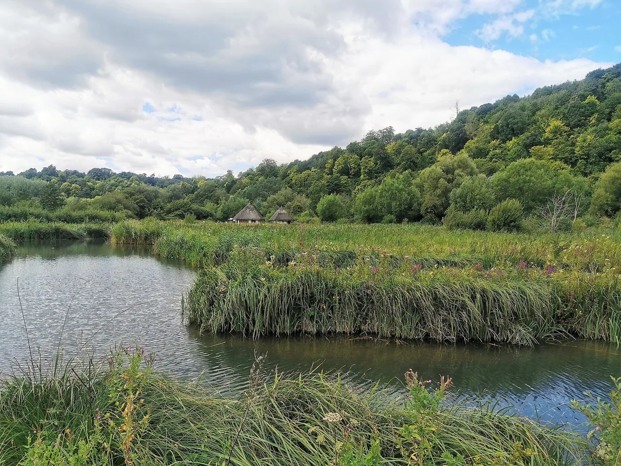 Reedbeds and open water at Arundel Wetland Centre