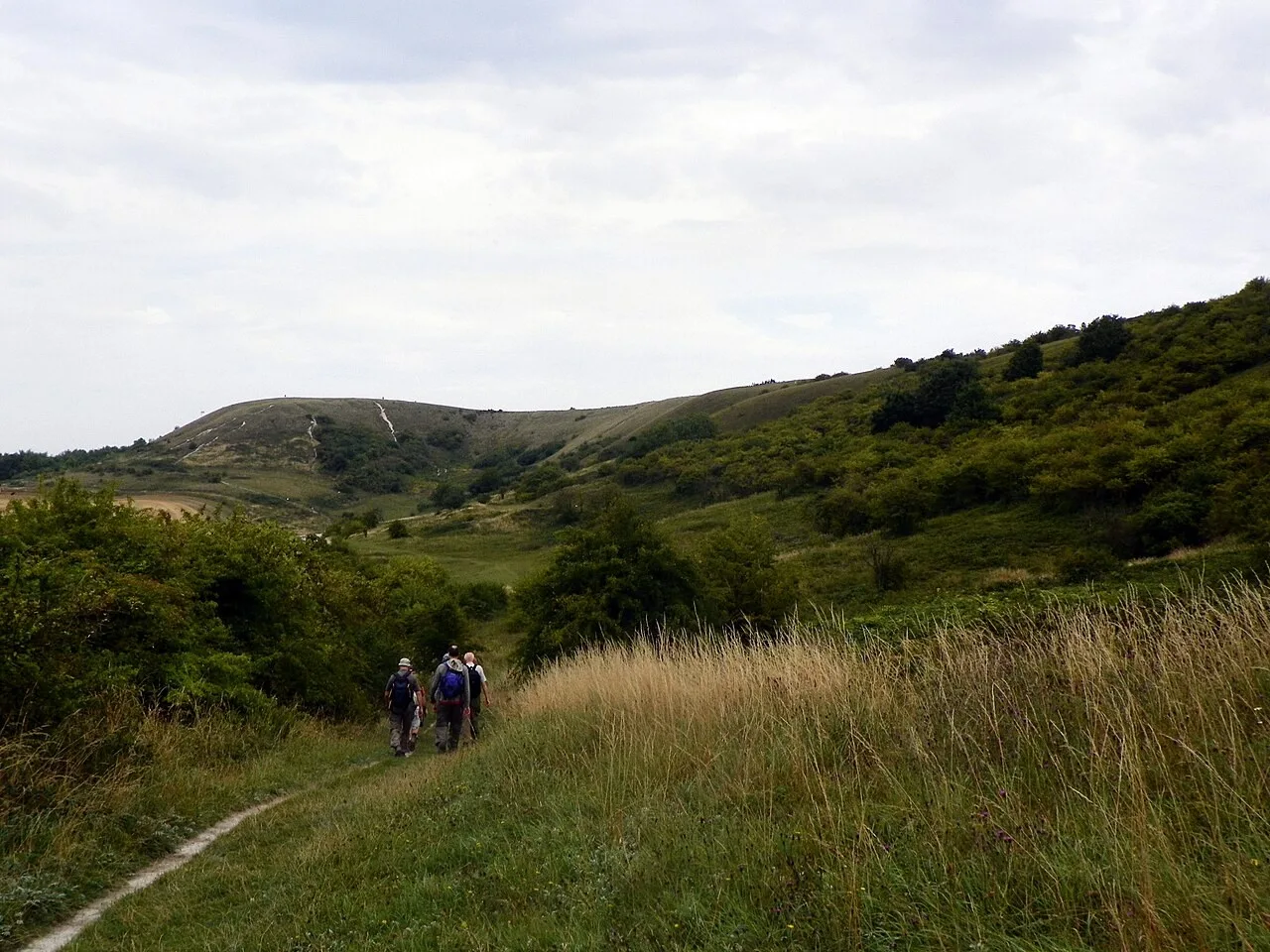 Open chalk landscape at Dunstable Downs
