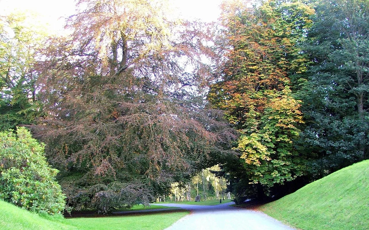 Tree-lined walking path in Hulne Park