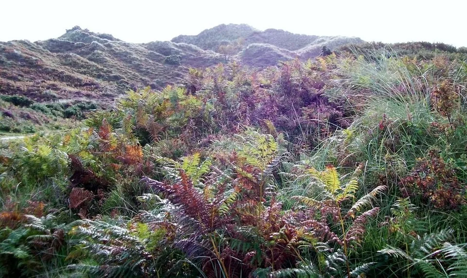 Murlough National Nature Reserve near Dundrum