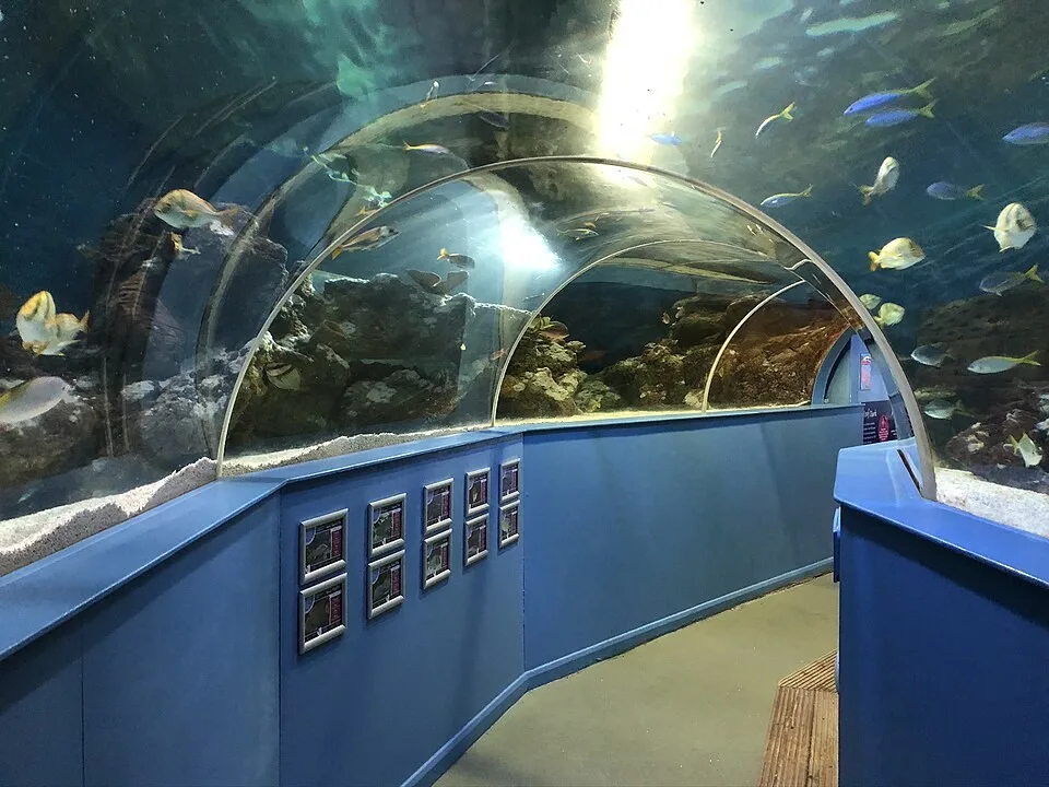 The underwater tunnel at Tynemouth Aquarium