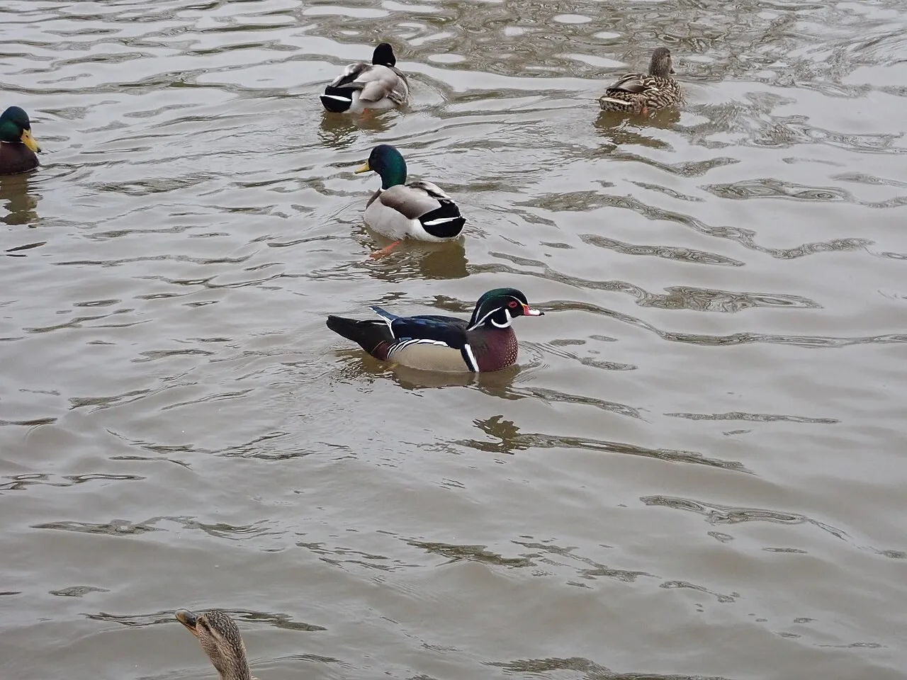 Birdlife at the pond in Cae Ddôl park, Ruthin