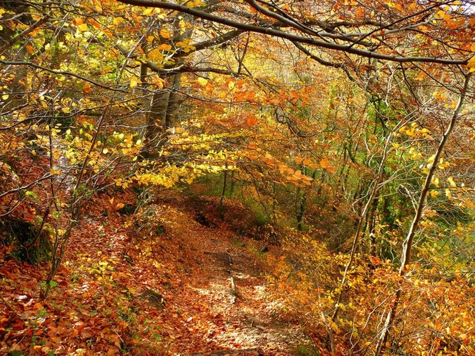 A path in Sirhowy Valley Country Park near Crosskeys