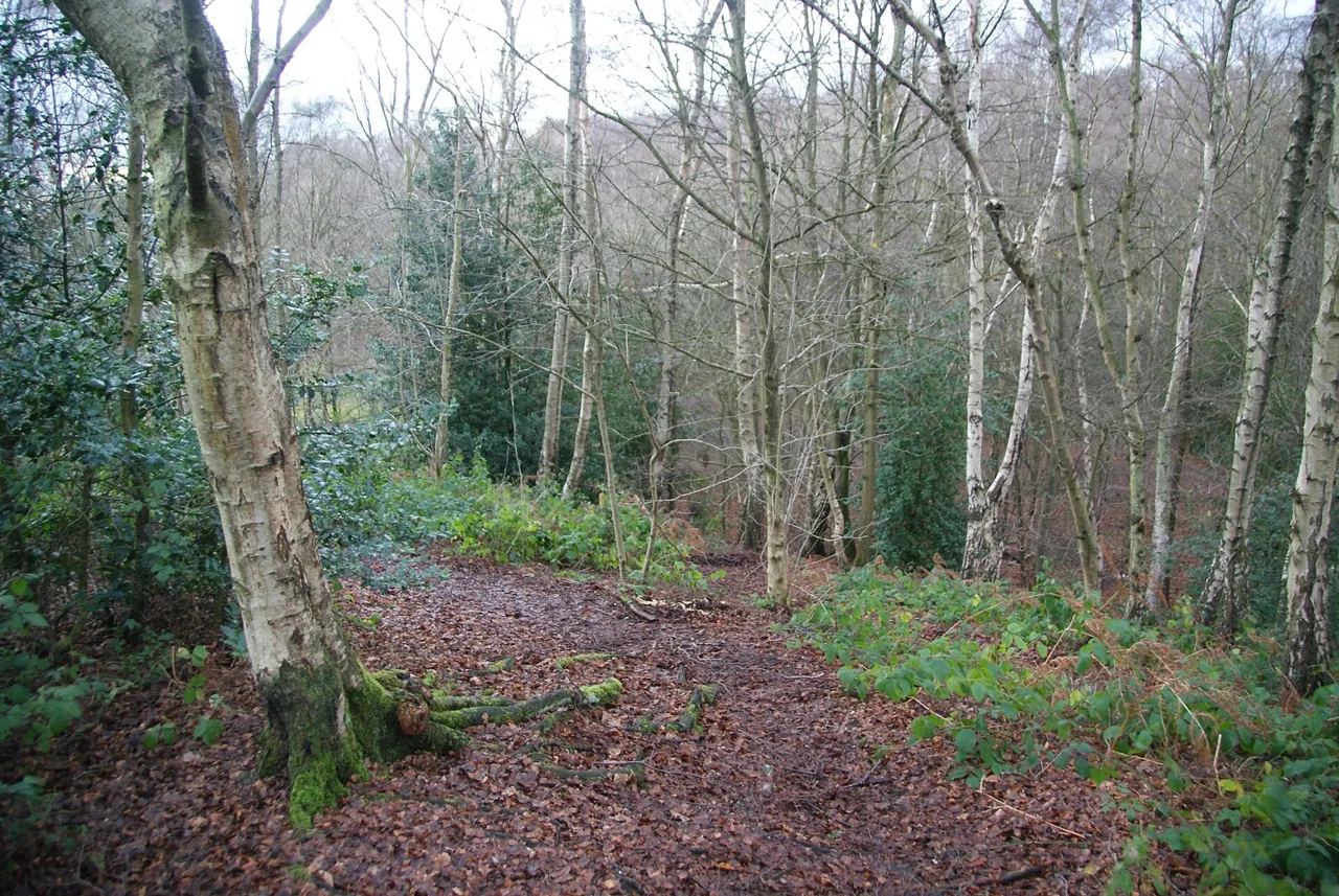 A leaf-covered woodland path winding through Mousehold Heath