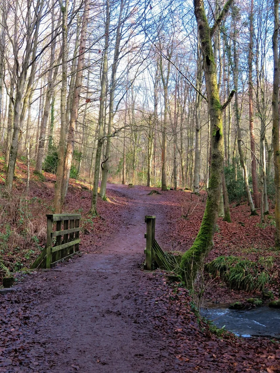 Woodland path in Flatts Wood near Barnard Castle