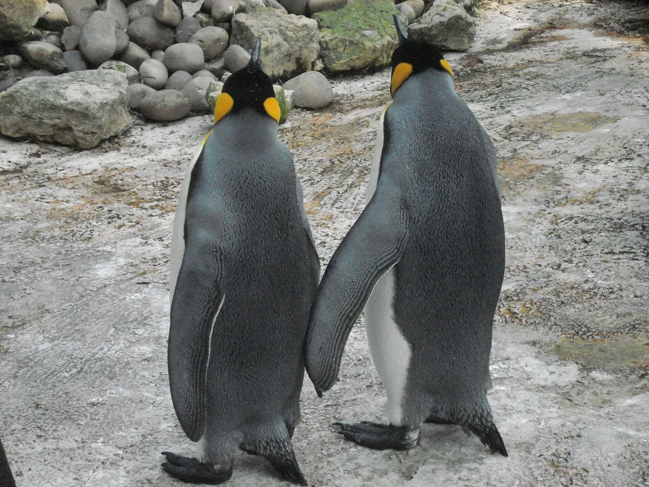 King penguins at Birdland in Bourton-on-the-Water