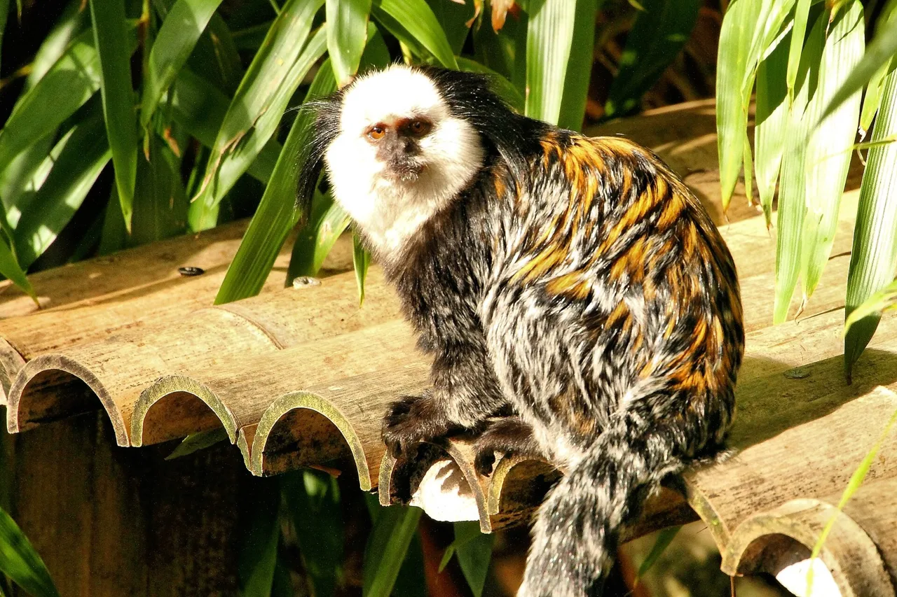 Historical photograph of a Geoffroy’s marmoset at Newquay Zoo