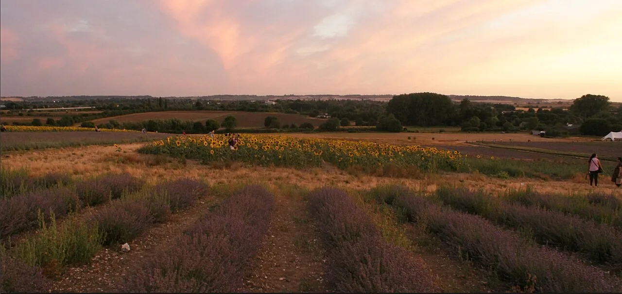 Hitchin Lavender fields during the summer growing season at Cadwell Farm