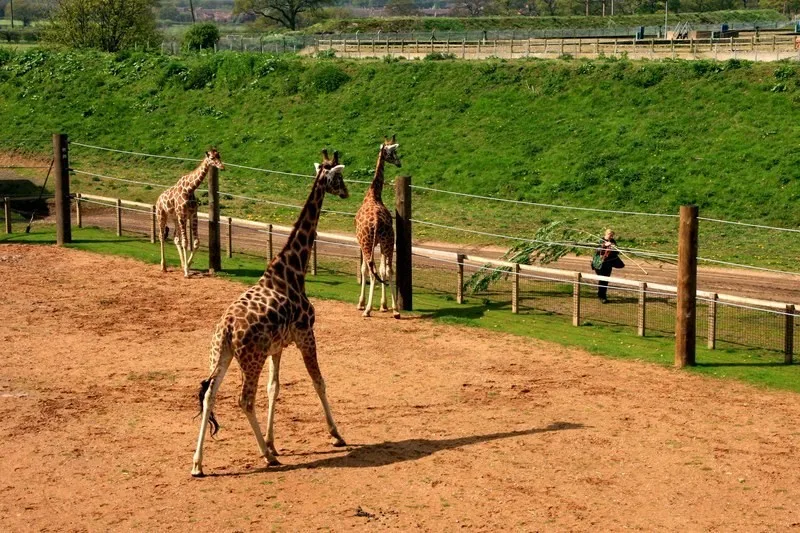 The giraffe enclosure at Yorkshire Wildlife Park