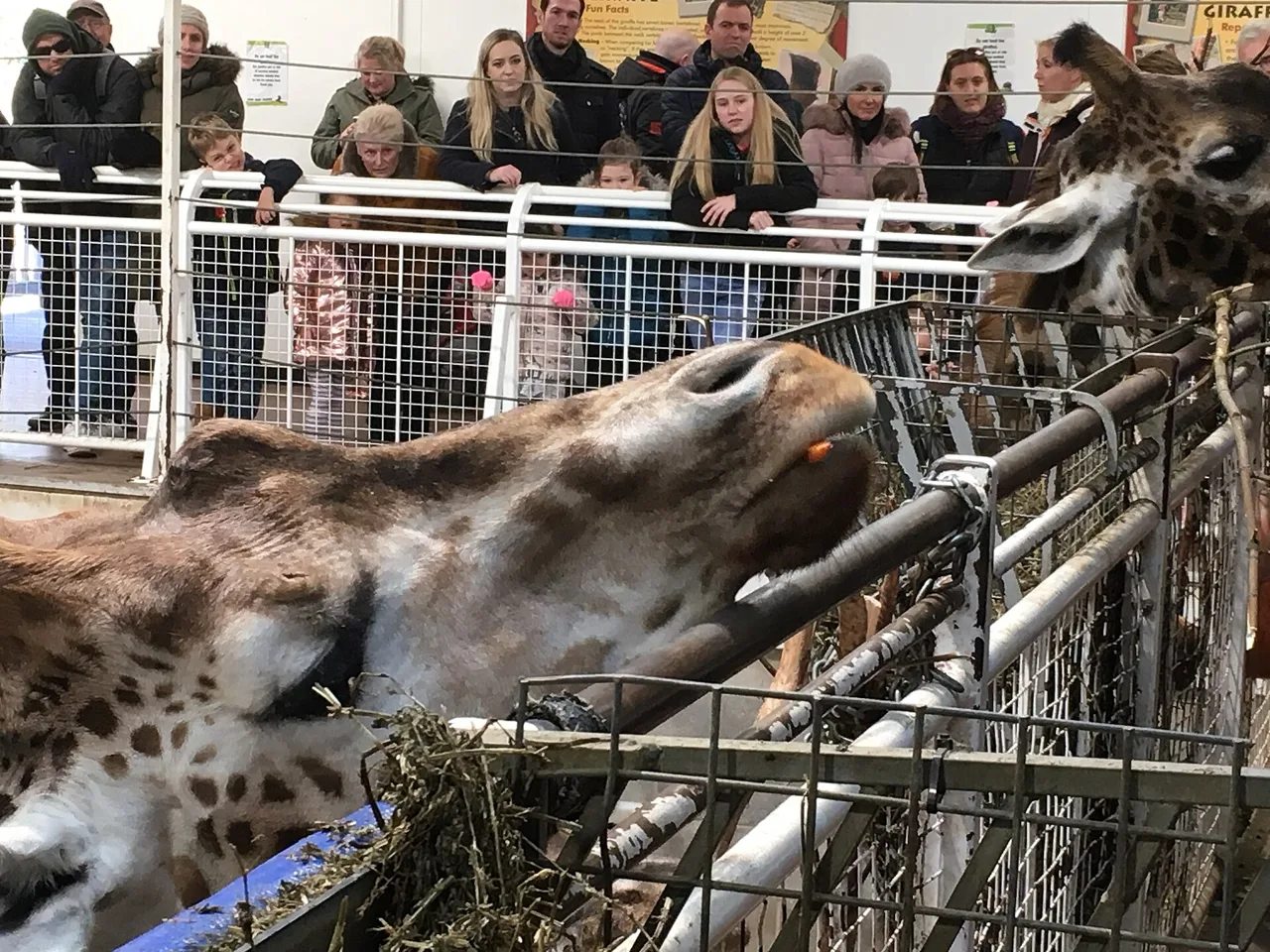 Giraffes at their enclosure in Blackpool Zoo