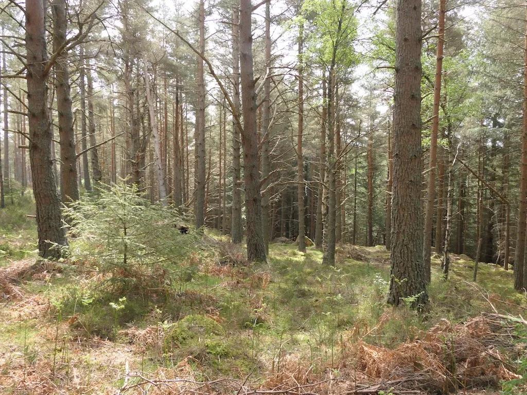 Woodland at Cambus o’ May near Ballater
