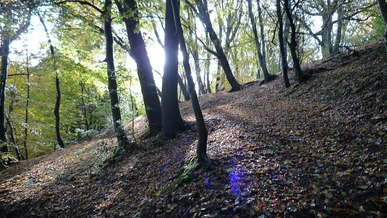 Sunlight through woodland on the slopes of Whitcliffe Common