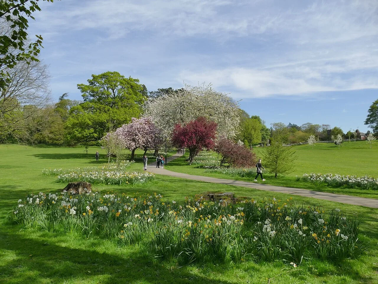 Blossoming trees, daffodils, lawns and a path in Aireville Park