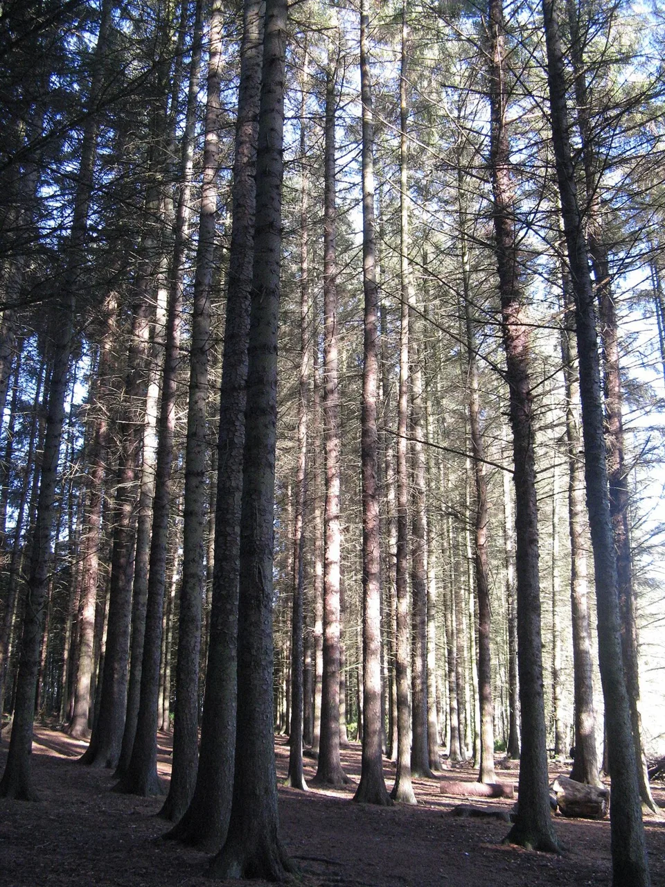 Woodland at Beecraigs Country Park