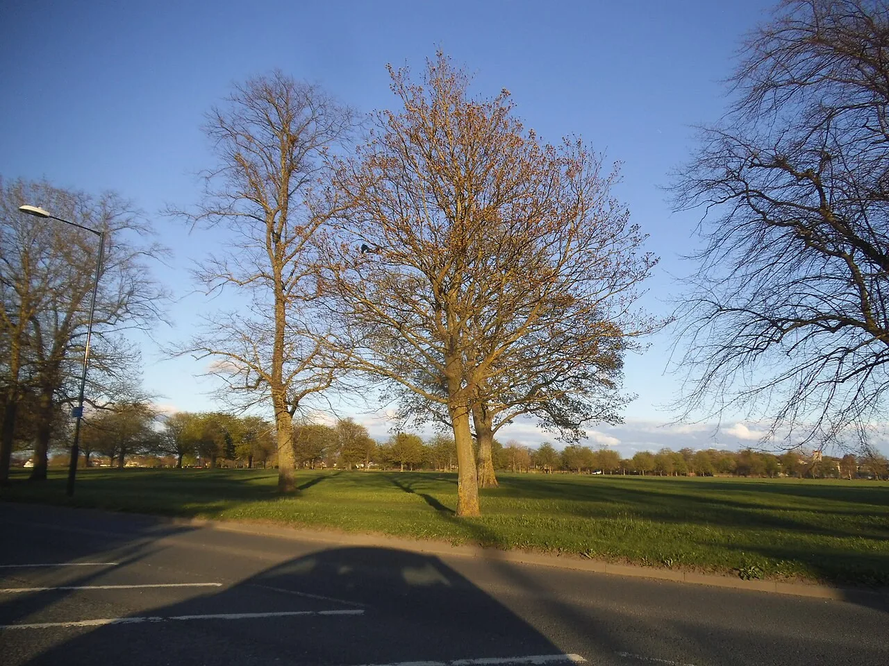 Tree-lined open grassland on the Stray in Harrogate