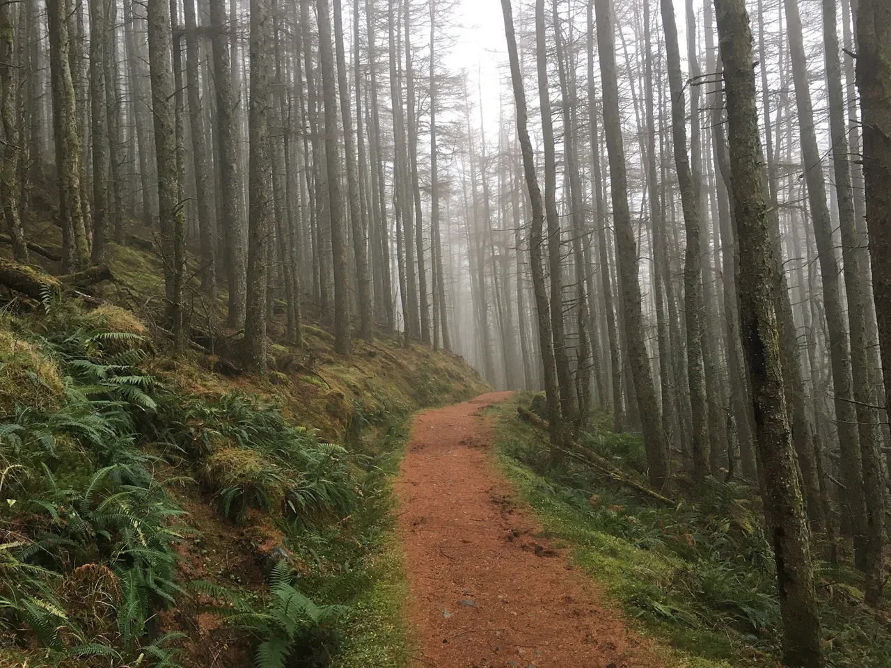 A woodland section of the Cow Hill path