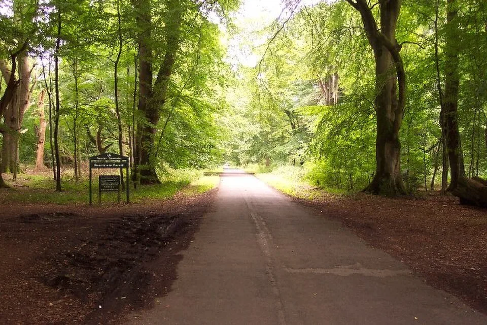 Trees and paths in Savernake Forest