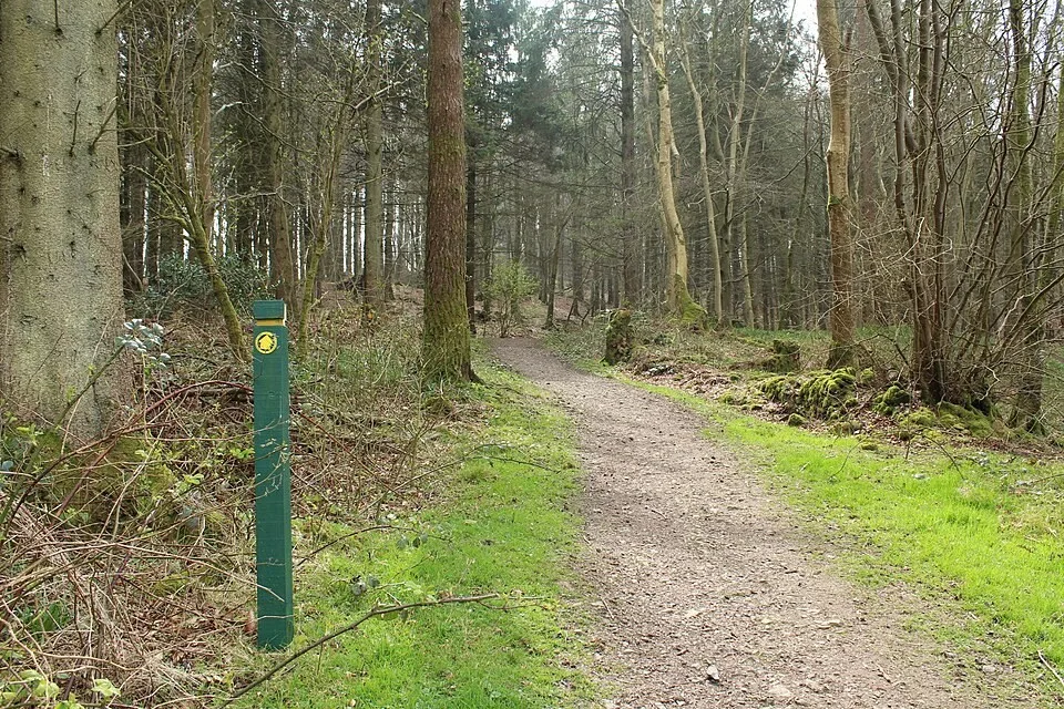 A marked woodland path in Barrhill Woods near Kirkcudbright