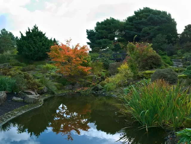 A pond, planting and small bridge at the Royal Botanic Garden Edinburgh