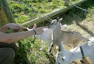 Goats behind a fence at Bath City Farm